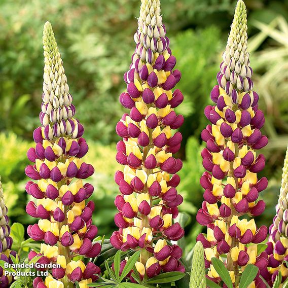 Lupin 'Manhattan Lights'