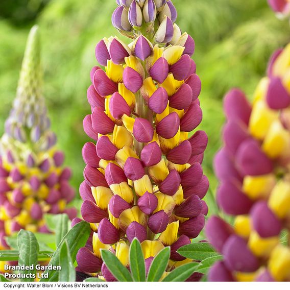 Lupin 'Manhattan Lights'