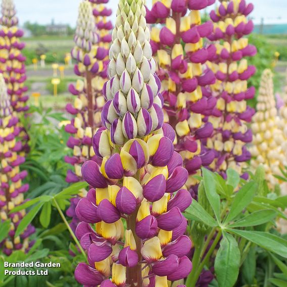 Lupin 'Manhattan Lights'