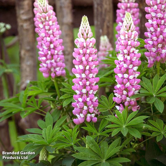 Lupin West Country 'Rachel de Thame'