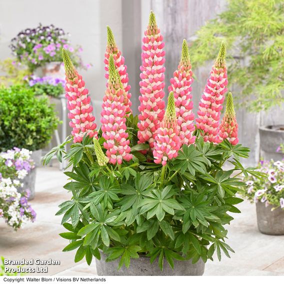Lupin West Country 'Rachel de Thame'