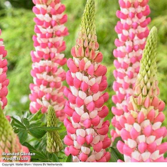 Lupin West Country 'Rachel de Thame'