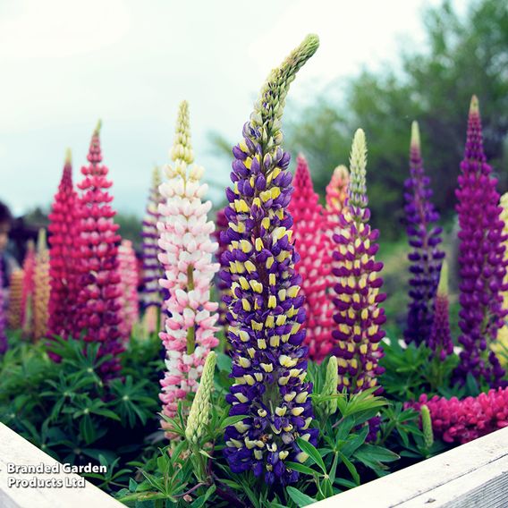 Lupin 'Russell Hybrids Mixed'
