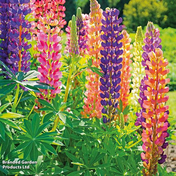 Lupin 'Russell Hybrids Mixed'