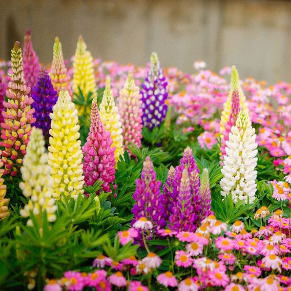 Lupin 'Russell Hybrids Mixed'