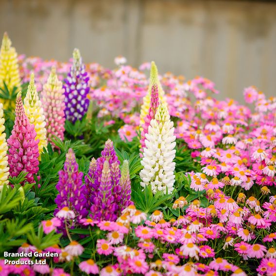 Lupin 'Russell Hybrids Mixed'