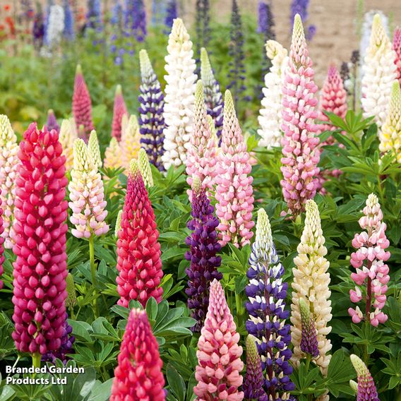 Lupin 'Russell Hybrids Mixed'