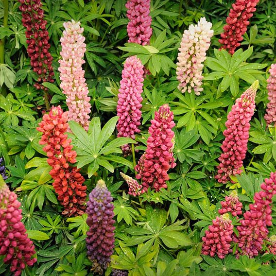 Lupin 'Russell Hybrids Mixed'