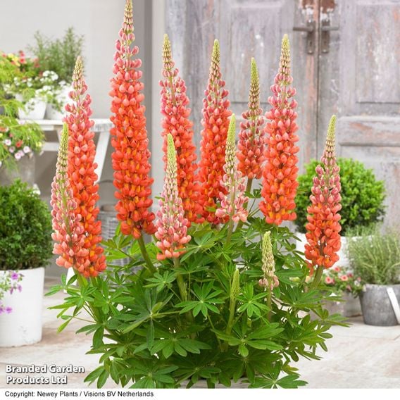 Lupin 'Terracotta'