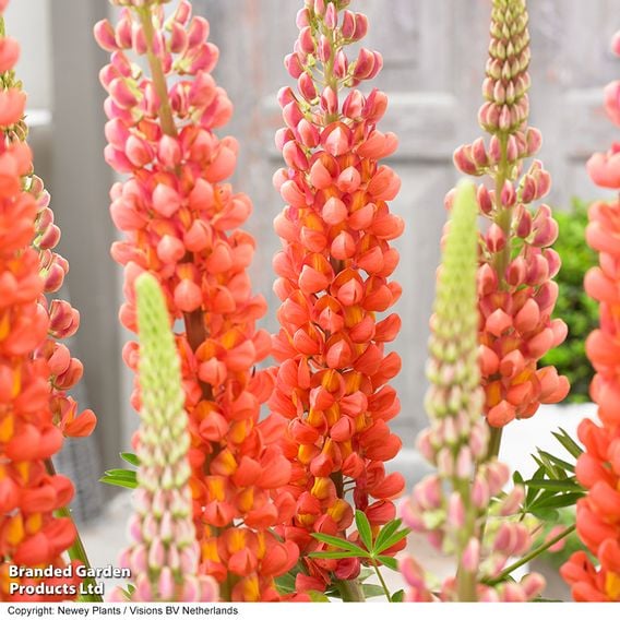 Lupin 'Terracotta'