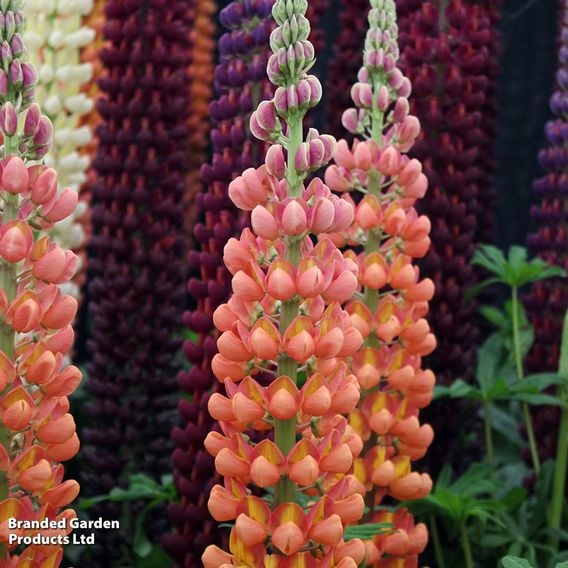 Lupin 'Terracotta'