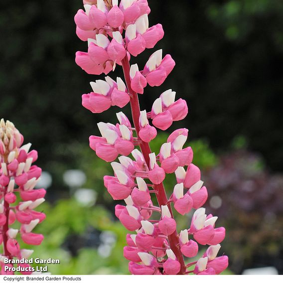 Lupin 'The Chatelaine'