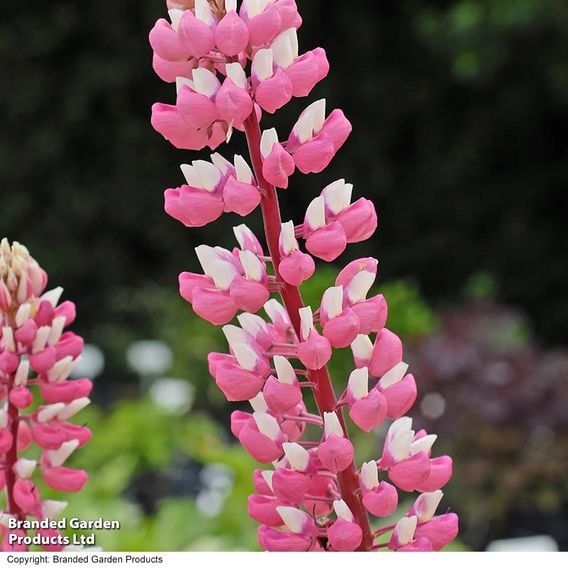 Lupin 'Band of Nobles' Collection
