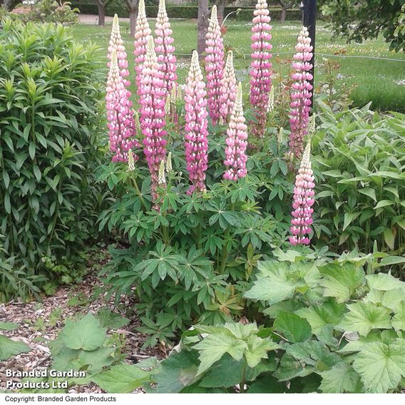 Lupin 'The Chatelaine'