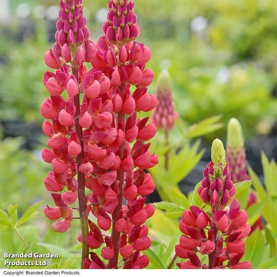 Lupin 'Band of Nobles' Collection