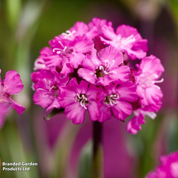 Lychnis viscaria 'Cherry Bubble'