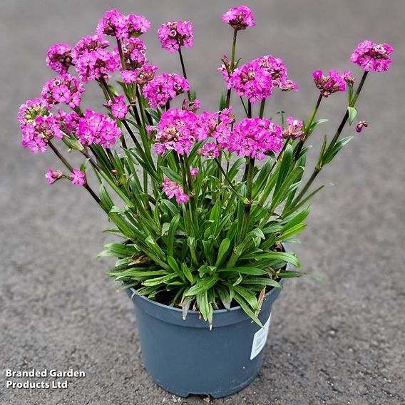 Lychnis viscaria 'Cherry Bubble'