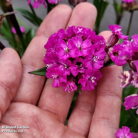 Lychnis viscaria 'Cherry Bubble'