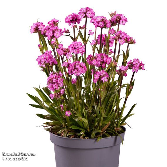 Lychnis viscaria 'Cherry Bubble'