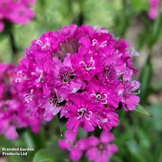 Lychnis viscaria 'Cherry Bubble'