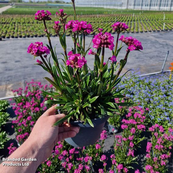 Lychnis viscaria 'Cherry Bubble'