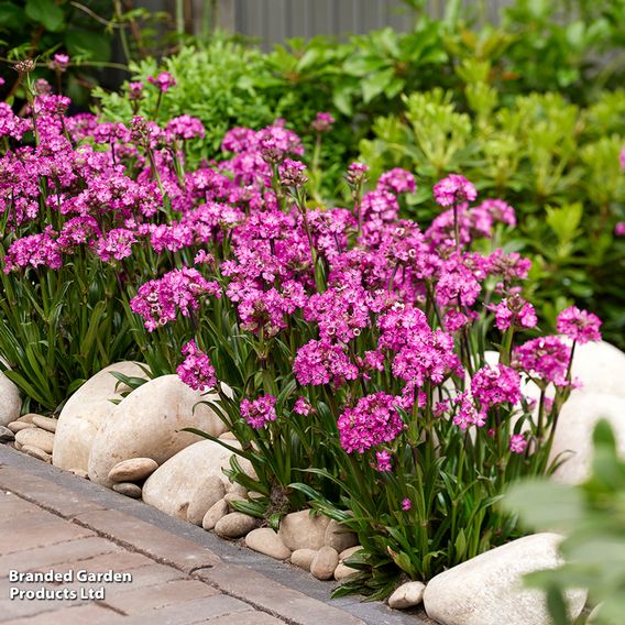 Lychnis viscaria 'Cherry Bubble'
