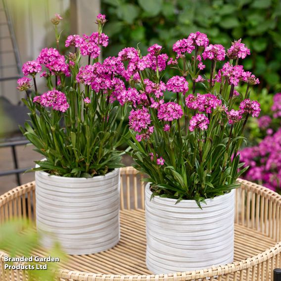 Lychnis viscaria 'Cherry Bubble'