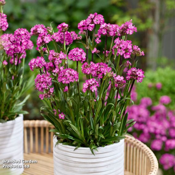 Lychnis viscaria 'Cherry Bubble'
