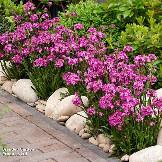 Lychnis viscaria 'Cherry Bubble'