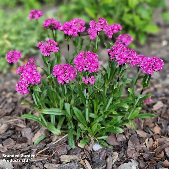 Lychnis viscaria 'Cherry Bubble'