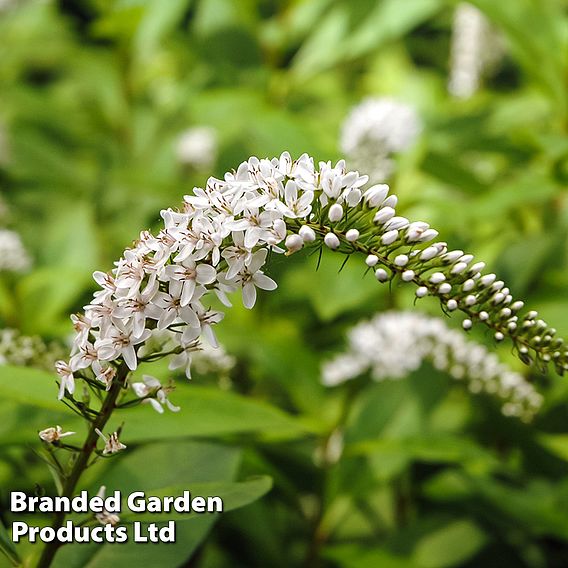 Lysimachia ephemerum