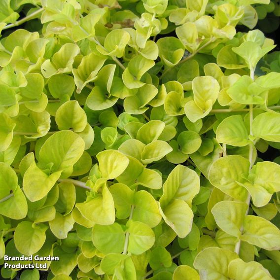 Lysimachia nummularia (Marginal Aquatic)
