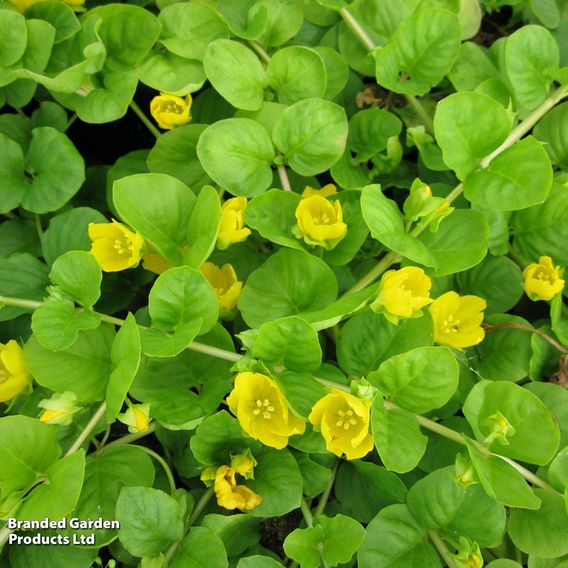 Lysimachia nummularia (Marginal Aquatic)