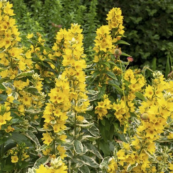 Lysimachia punctata