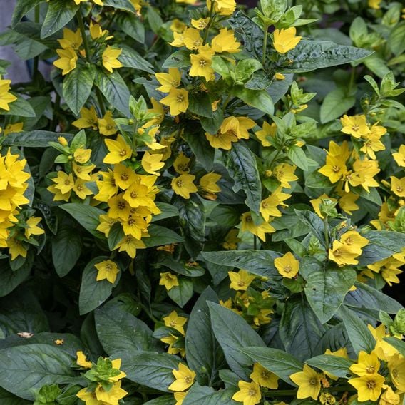 Lysimachia punctata