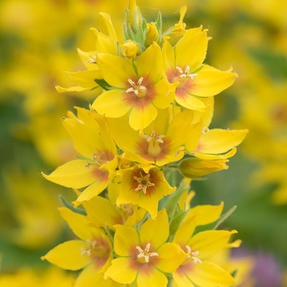 Lysimachia punctata