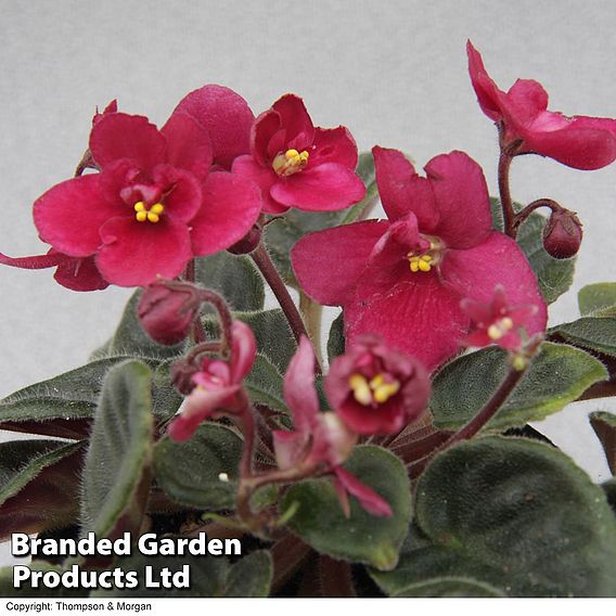 Saintpaulia 'Lucky Ladybug'