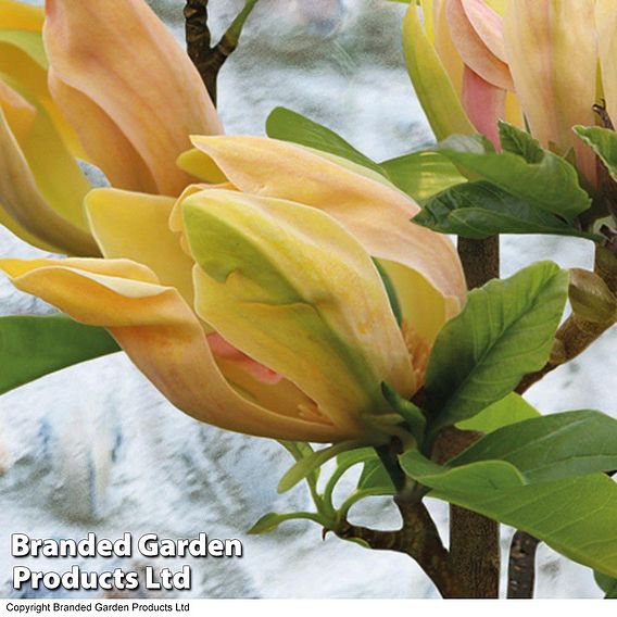 Magnolia 'Sunspire'