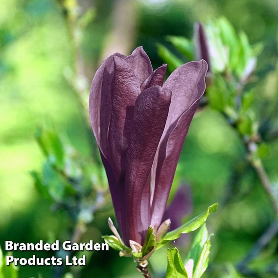 Magnolia 'Black Beauty'