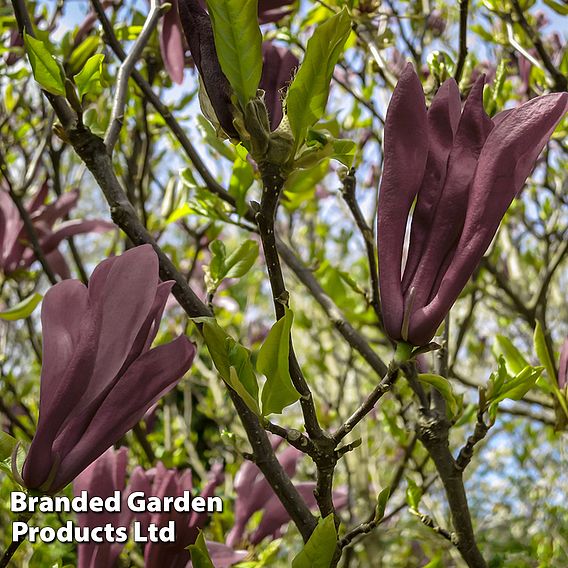 Magnolia 'Black Beauty'