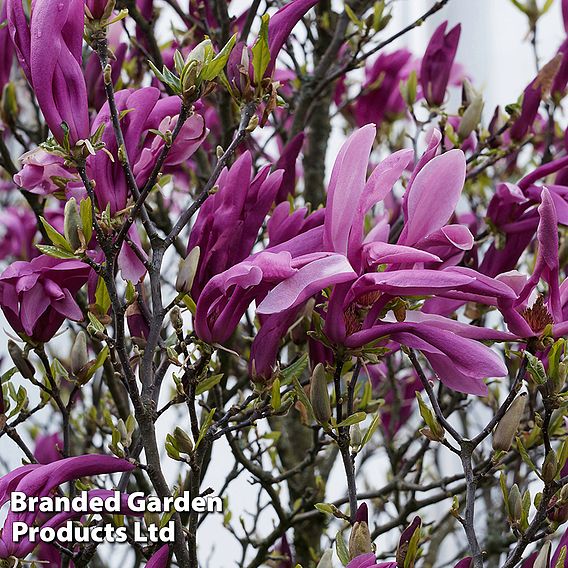 Magnolia 'Black Beauty'