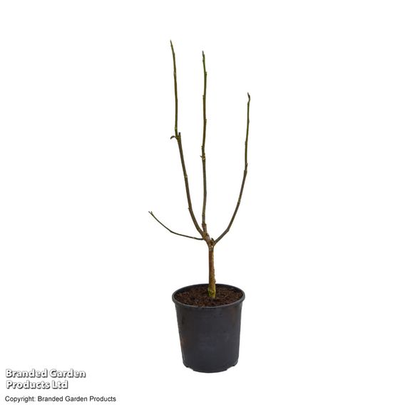 Magnolia 'Black Tulip'