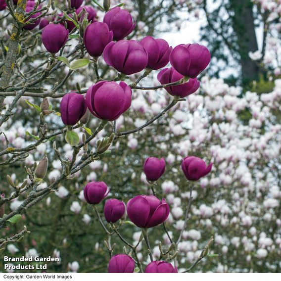Magnolia 'Black Tulip'