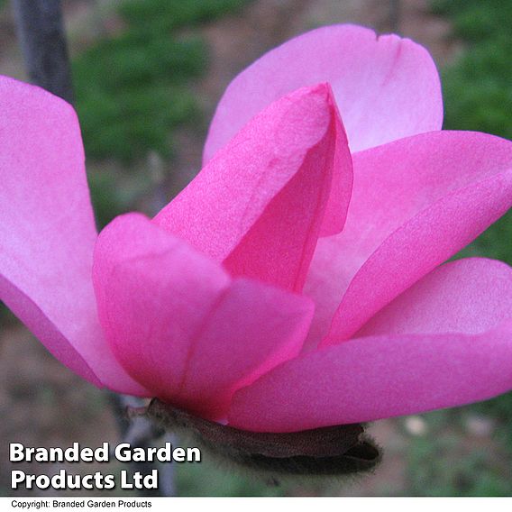 Magnolia 'Fire'