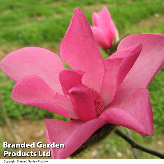 Magnolia 'Fire'