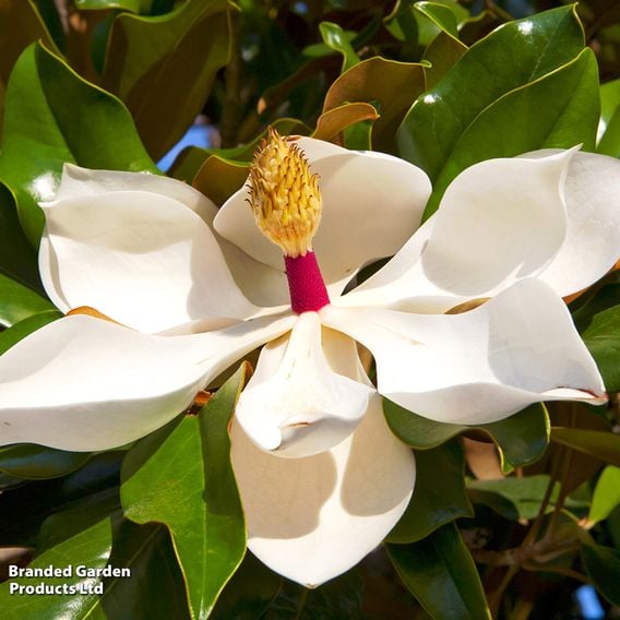 Magnolia grandiflora 'Kay Parris'