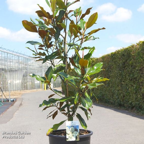 Magnolia grandiflora 'Kay Parris'