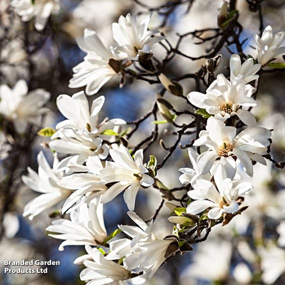 Magnolia kobus (Mature Tree)