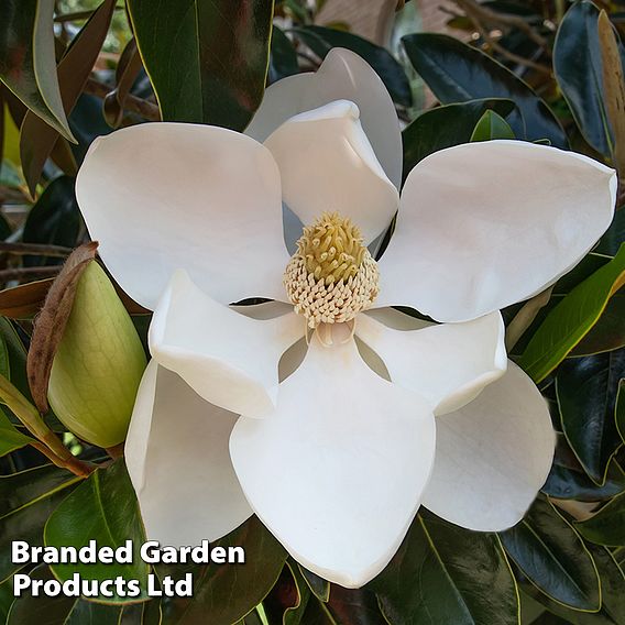 Magnolia grandiflora 'Little Gem'