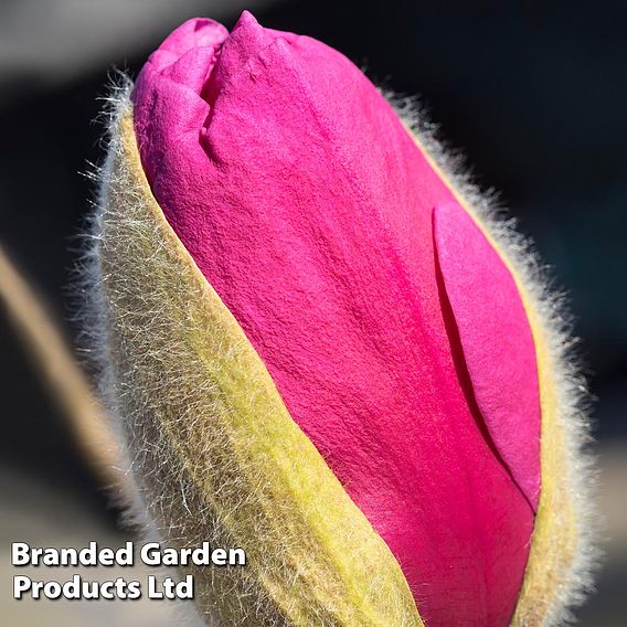 Magnolia 'Meganolia'